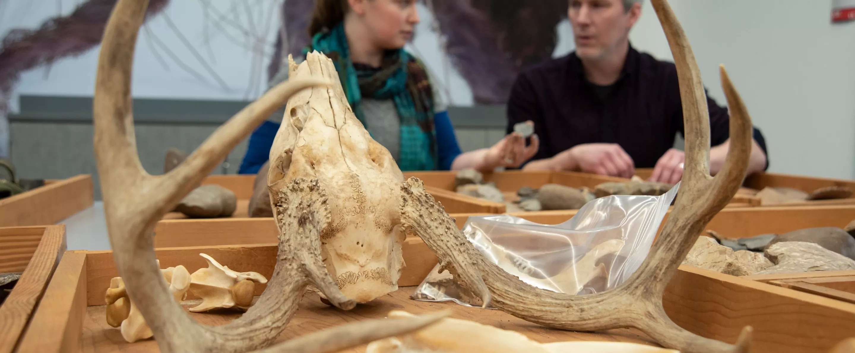 Student and professor study fossils including a deer skull pictured in focus