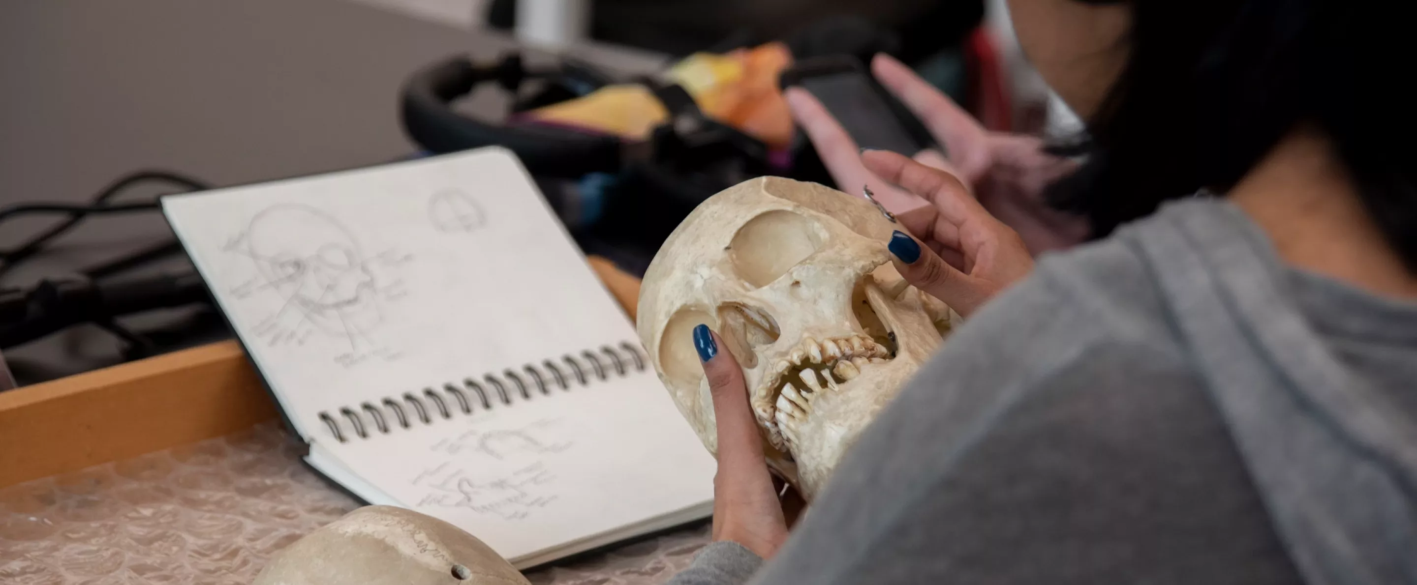 Student in an Anthropology Lab studies the details of a skull